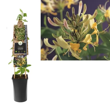Lonicera periclymenum | Wilde kamperfoelie Pot16cm