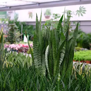Luchtzuiverende planten