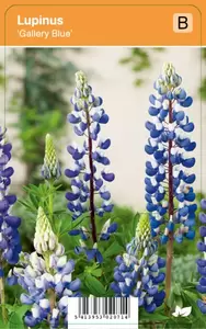 Lupinus Gallery Blue