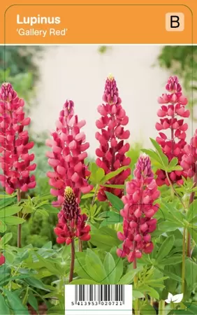 Lupinus Gallery Red