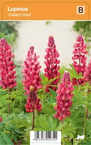 Lupinus Gallery Red
