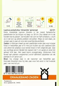 Lupinus, Lupine Minarette gemengd Oranjeband - afbeelding 2