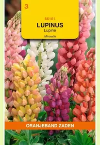 Lupinus, Lupine Minarette gemengd Oranjeband - afbeelding 1