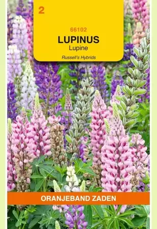 Lupinus, Lupine Russell's gemengd Oranjeband - afbeelding 1