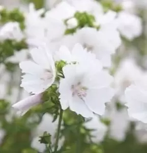 Malva, Muskus Kaasjeskruid roze Buzzy Seeds - afbeelding 3