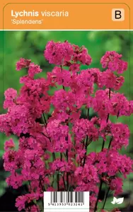 Lychnis viscaria Splendens p9