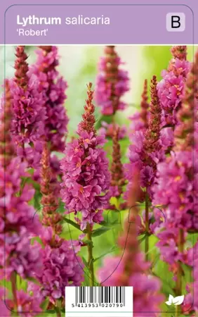 Lythrum salicaria Robert