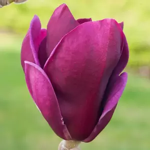 Magnolia 'Genie' | Beverboom P21 - afbeelding 2