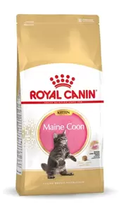 Maine Coon Kitten 2 kg