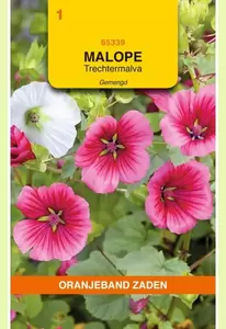 Malope, Trechtermalva gemengd Oranjeband - afbeelding 1