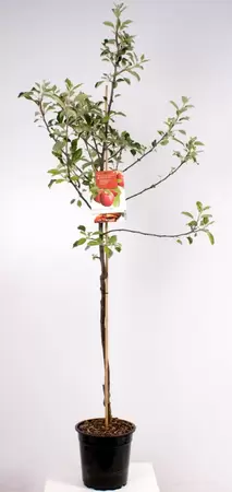 Malus dom. Cox's Orange P. laagstam | Appel