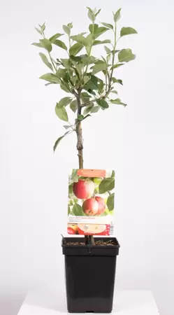 Malus dom. James Grieve Patio | Handappel Pot22cm