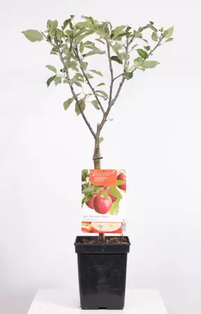 Malus dom. Cox's Orange P. Patio