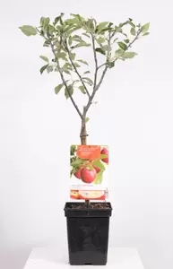 Malus dom. Cox's Orange P. Patio
