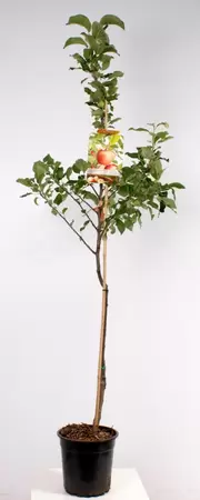Malus dom. Delcorf laagstam | Appel Pot24cm