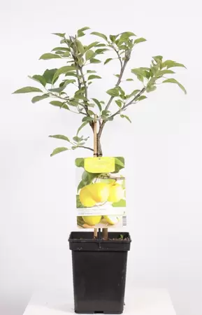 Malus dom. Golden Delicious Patio