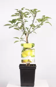 Malus dom. Golden Delicious Patio