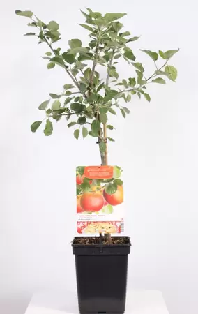 Malus dom. Rode Boskoop Patio | Moesappel Pot22cm