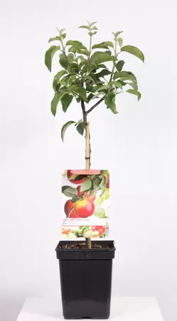 Malus dom. Topaz Patio