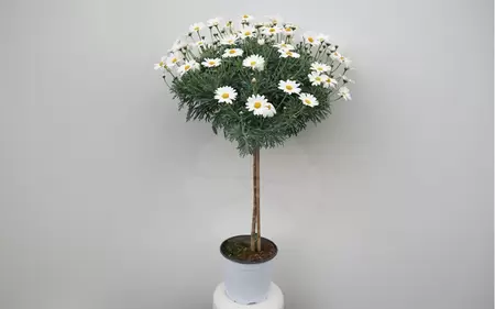 Margriet op stam wit