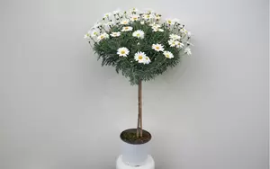 Margriet op stam wit