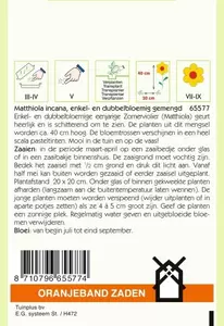 Matthiola, Zomerviolieren enkel- en dubbelbloemig Oranjeband - afbeelding 2