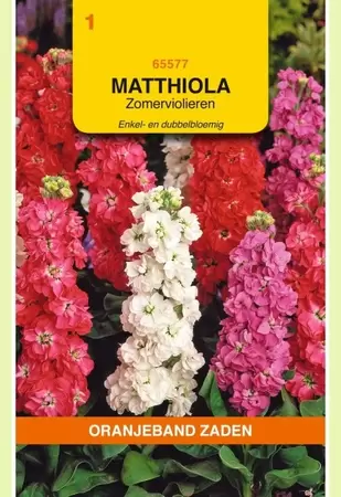 Matthiola, Zomerviolieren enkel- en dubbelbloemig Oranjeband - afbeelding 1