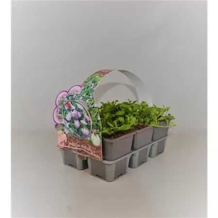 Mazus reptans  6-pack - afbeelding 1