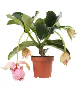 Medinilla Magnifica | Trosbloem - roze