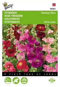 Althaea (Alcea), Stokroos Chater’s dubbelbloemig Buzzy Seeds - afbeelding 1