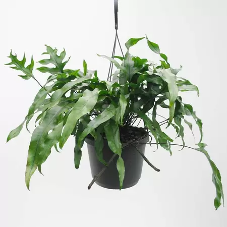 Microsorum Diversifolium | Kangaroevaren Hangpot Pot17cm