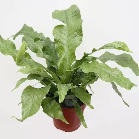 Microsorum Mussifolium 'Crocodyllus' | Kangaroevaren