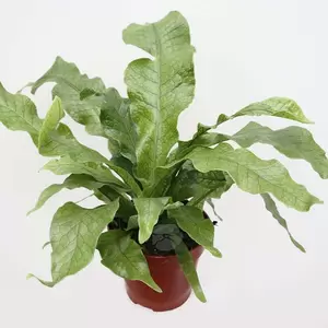 Microsorum Mussifolium 'Crocodyllus' | Kangaroevaren