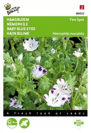 Nemophila, Haagbloem Hemelsblauw Buzzy Seeds - afbeelding 1