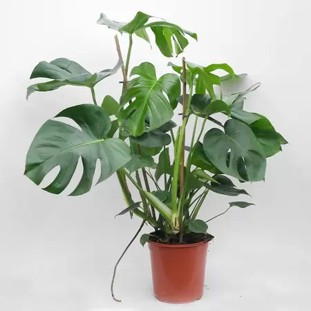 Monstera Deliciosa | Gatenplant