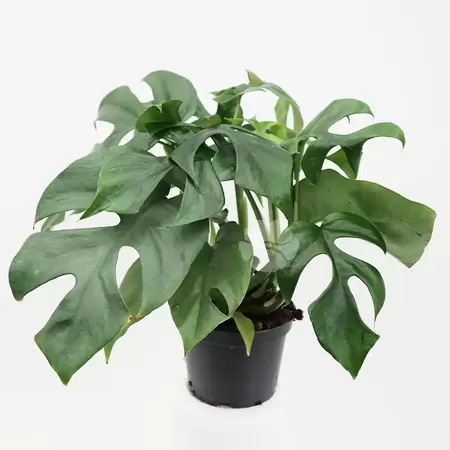Monstera Minima | Mini Gatenplant