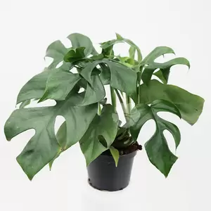 Monstera Minima | Mini Gatenplant