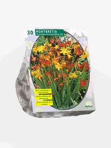 Montbretia per 30