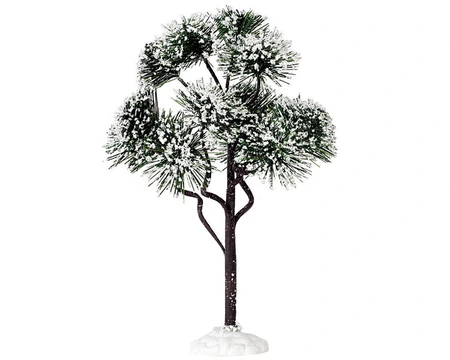 Mountain pine large
