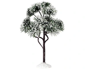 Mountain pine large