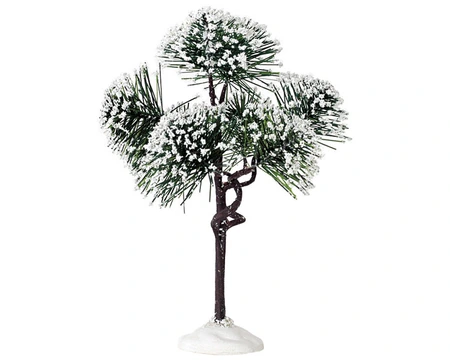 Mountain pine medium