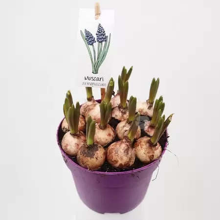 Muscari | Blauw Druifje - blauw