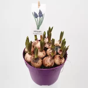 Muscari | Blauw Druifje - blauw