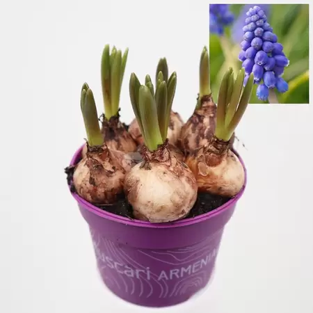 Muscari | Blauw Druifje - blauw