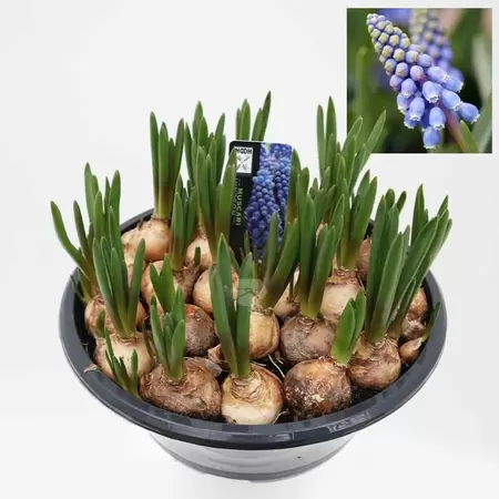 Muscari | Blauw Druifje - blauw