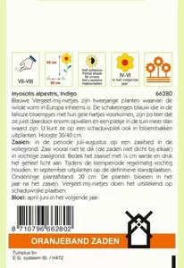 Myosotis, Vergeet-mij-niet Indigo, blauw Oranjeband - afbeelding 2