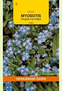 Myosotis, Vergeet-mij-niet Indigo, blauw Oranjeband - afbeelding 1