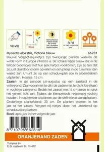 Myosotis, Vergeet-mij-niet Victoria, blauw Oranjeband - afbeelding 2