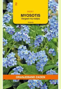 Myosotis, Vergeet-mij-niet Victoria, blauw Oranjeband - afbeelding 1