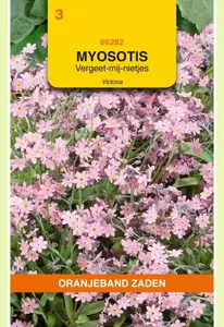 Myosotis, Vergeet-mij-niet Victoria, roze Oranjeband - afbeelding 1